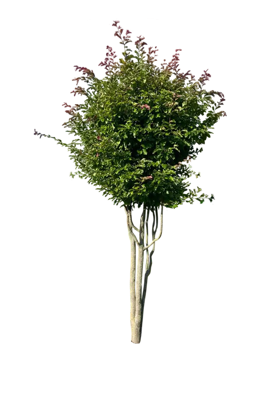 Parrotia persica 'Jodrell Bank'