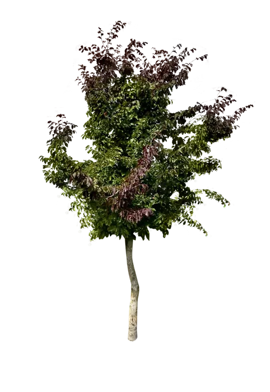 Parrotia persica