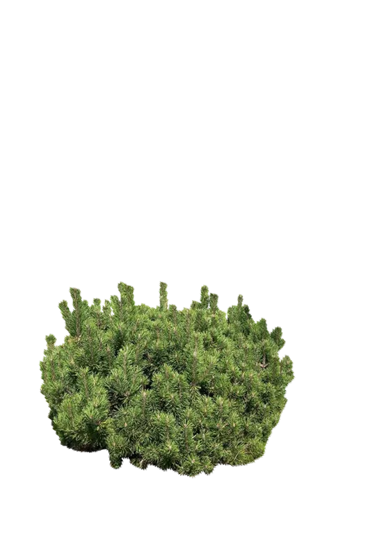 Pinus mugo mughus