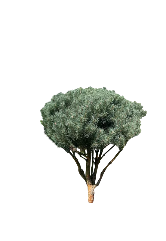 Pinus sylvestris 'Watereri'