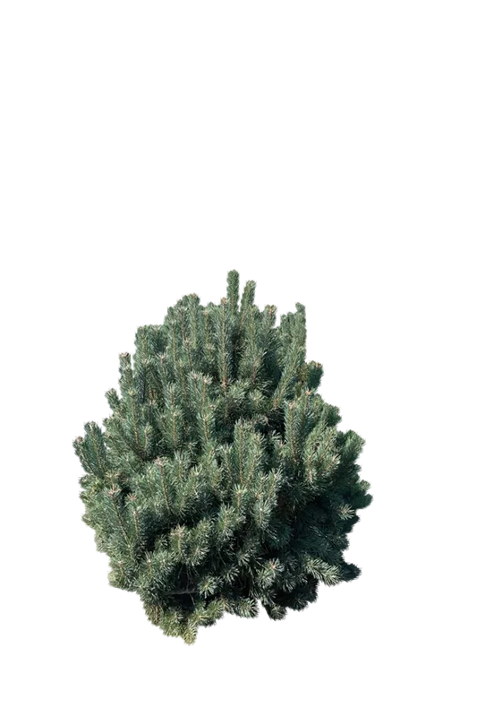 Pinus sylvestris 'Watereri'