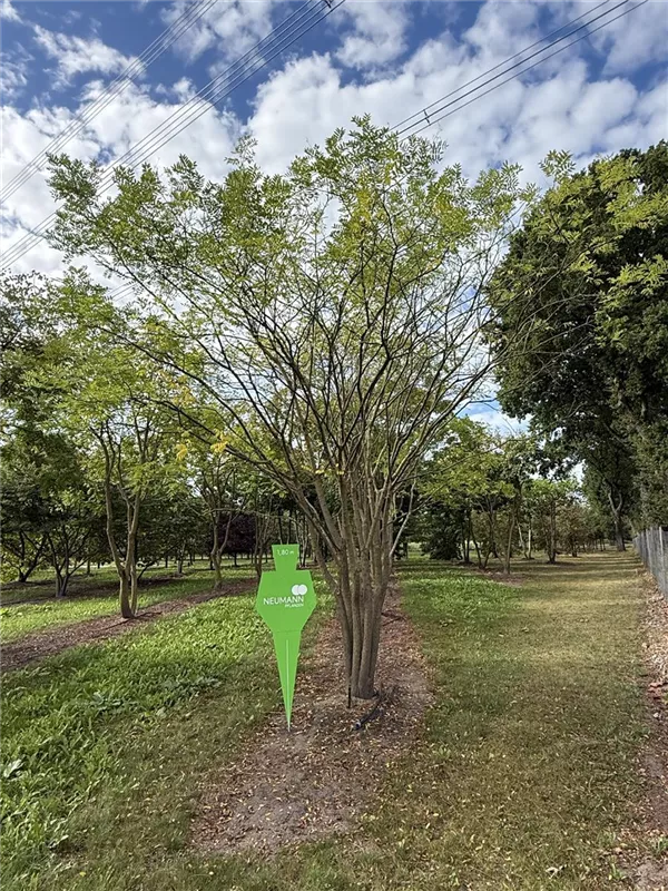 Sophora japonica 'Regent'