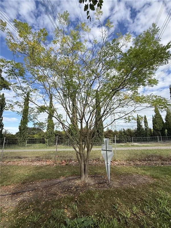 Sophora japonica 'Regent'