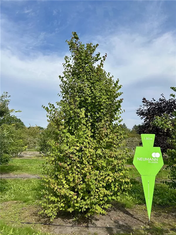 Cercidiphyllum japonicum