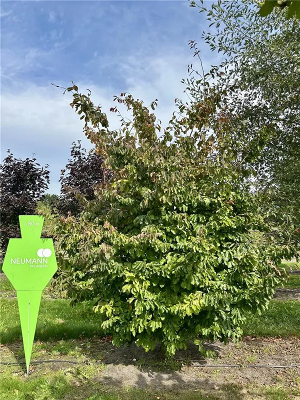 Parrotia persica