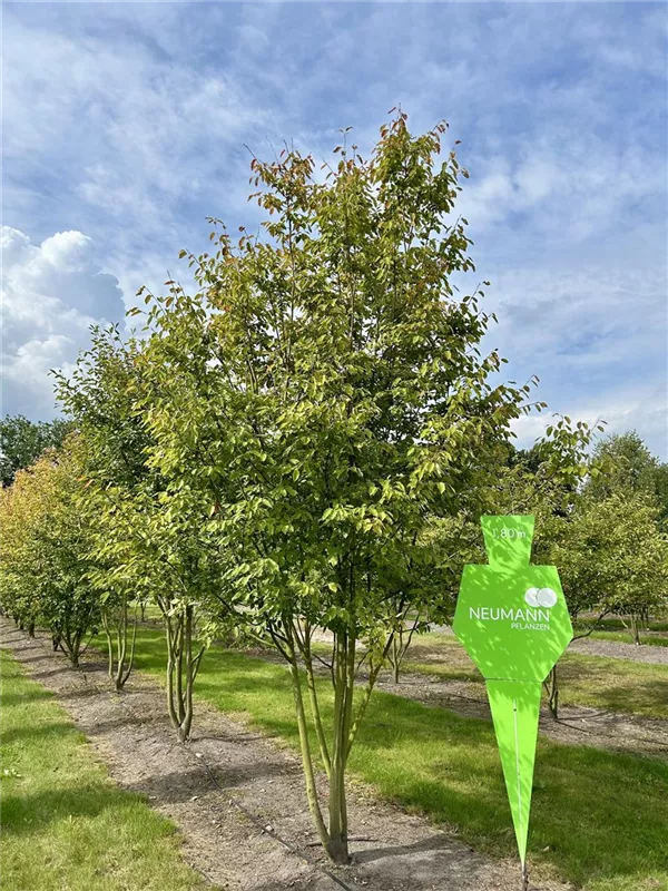 Amelanchier arborea 'Robin Hill'