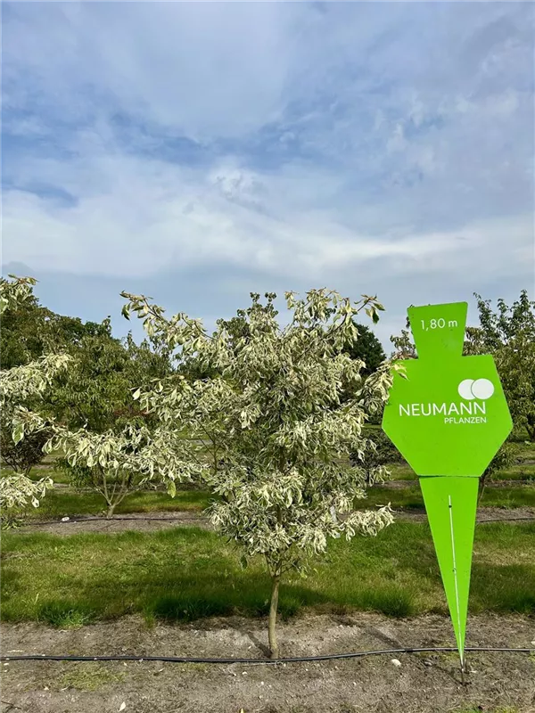 Cornus controversa 'Variegata'