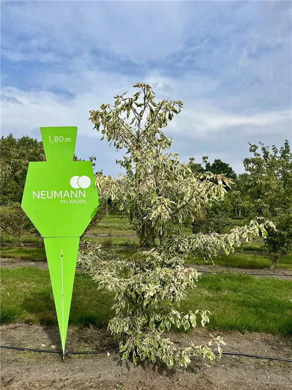 Cornus controversa 'Variegata'