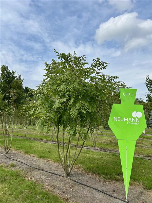 Koelreuteria paniculata