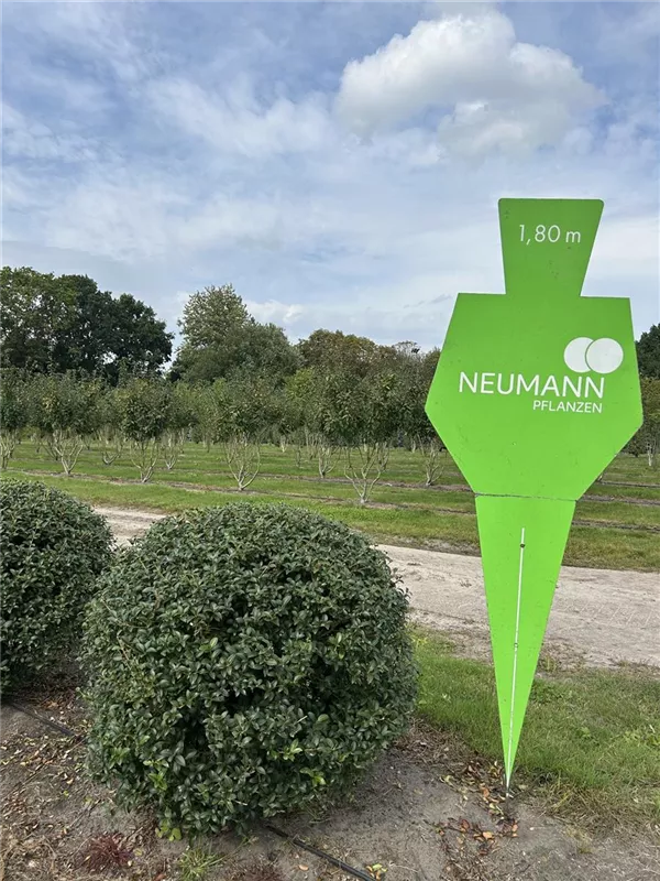 Osmanthus burkwoodii