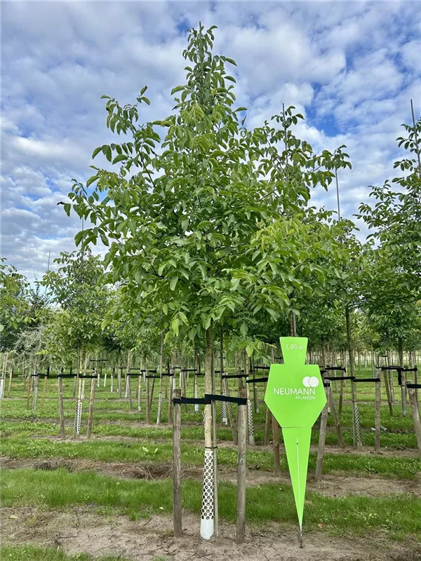 Juglans regia