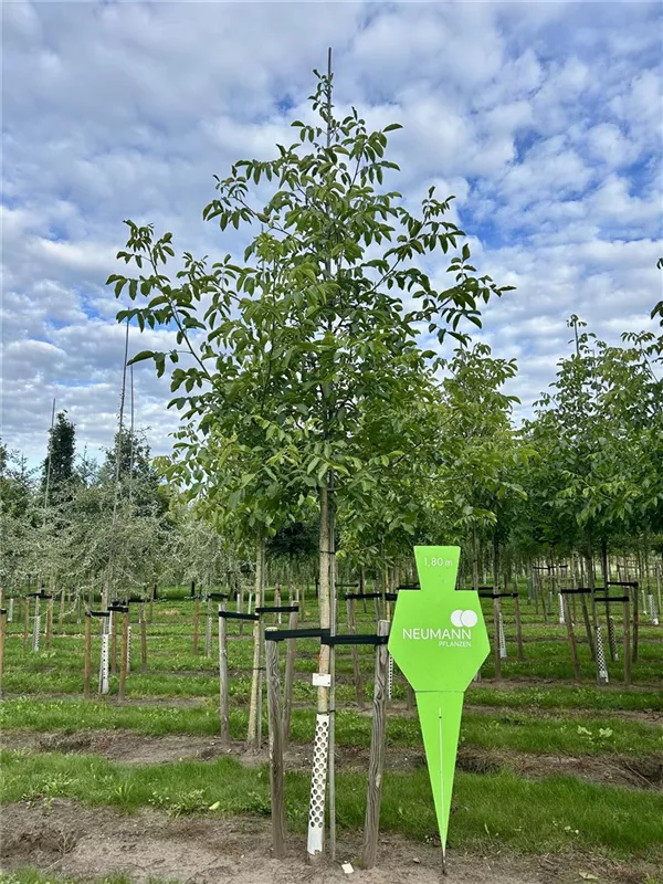 Juglans regia