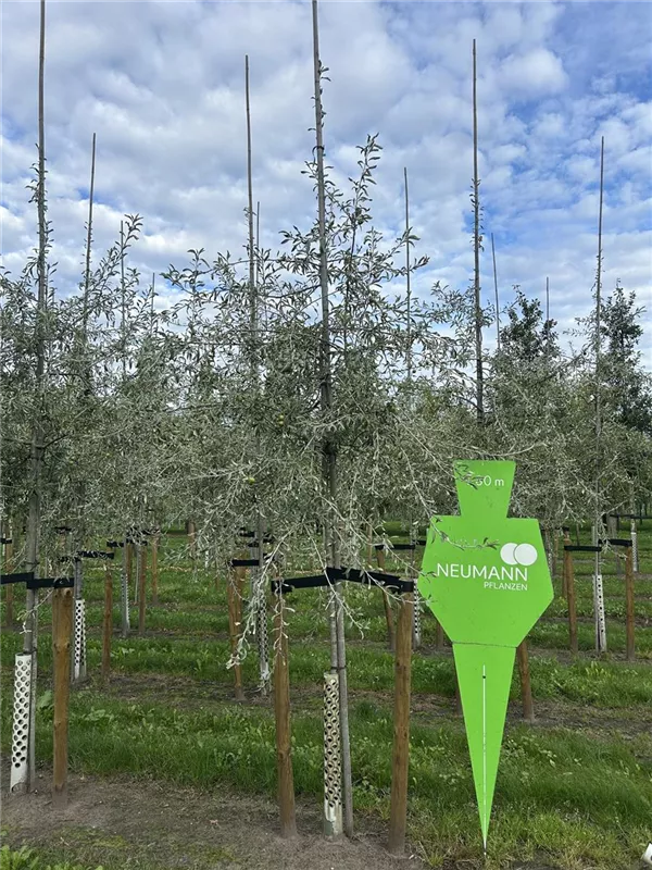 Pyrus salicifolia 'Pendula'