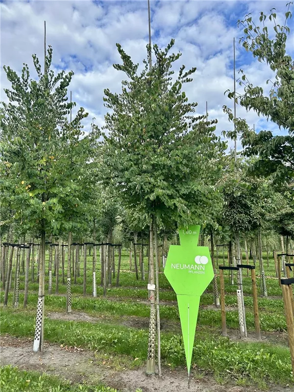 Cercidiphyllum japonicum