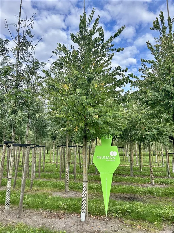 Cercidiphyllum japonicum