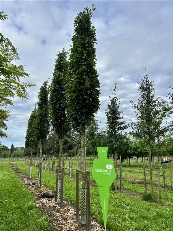 Quercus palustris 'Green Pillar' -R-