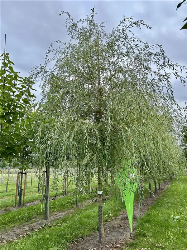 Salix alba 'Tristis'