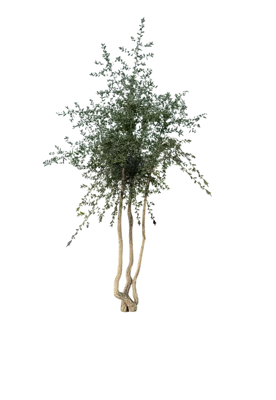 Quercus suber