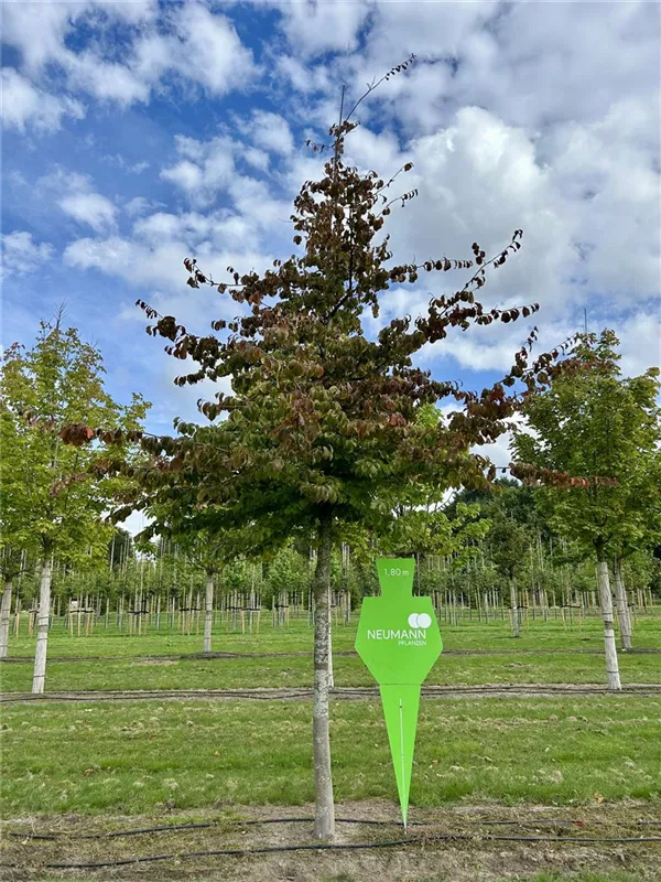 Parrotia persica