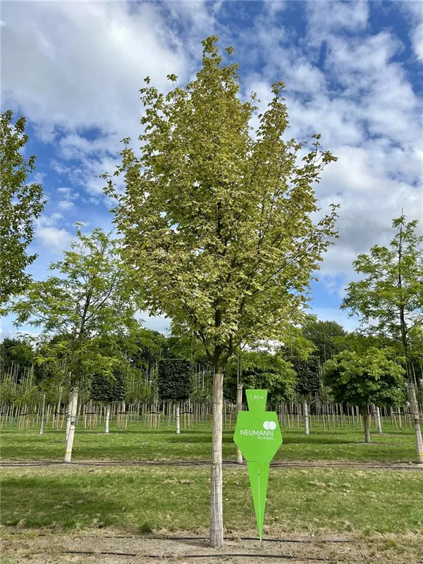 Acer platanoides 'Drummondii'