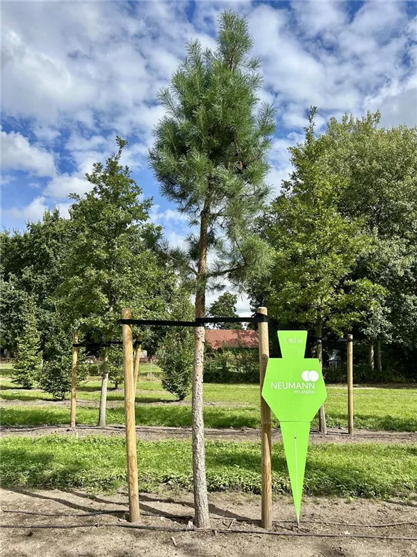 Pinus sylvestris