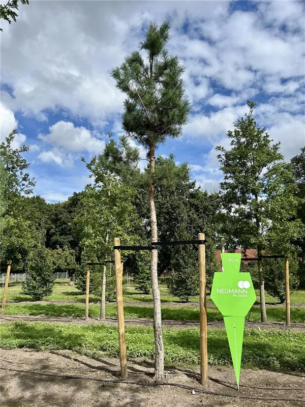 Pinus sylvestris