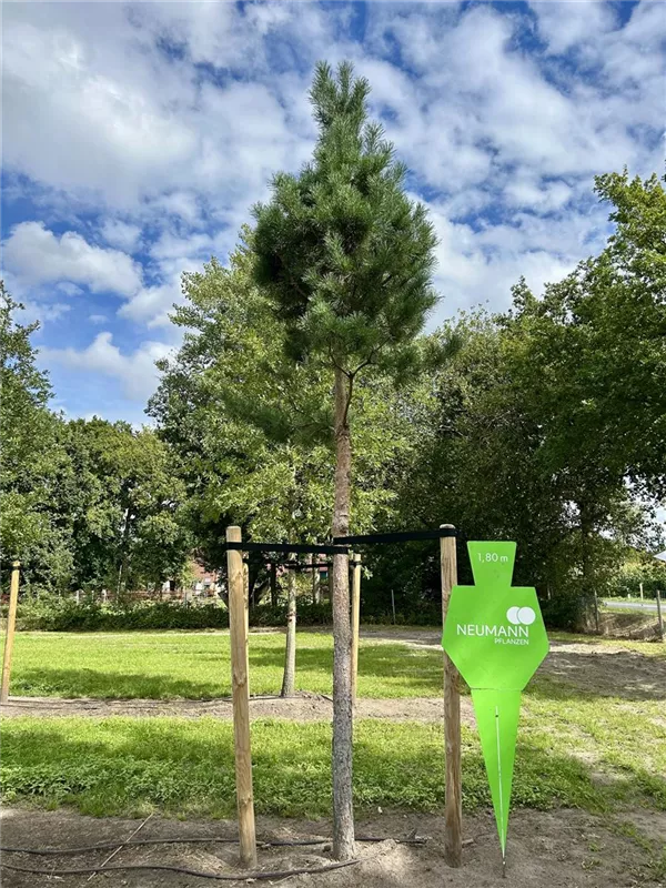 Pinus sylvestris