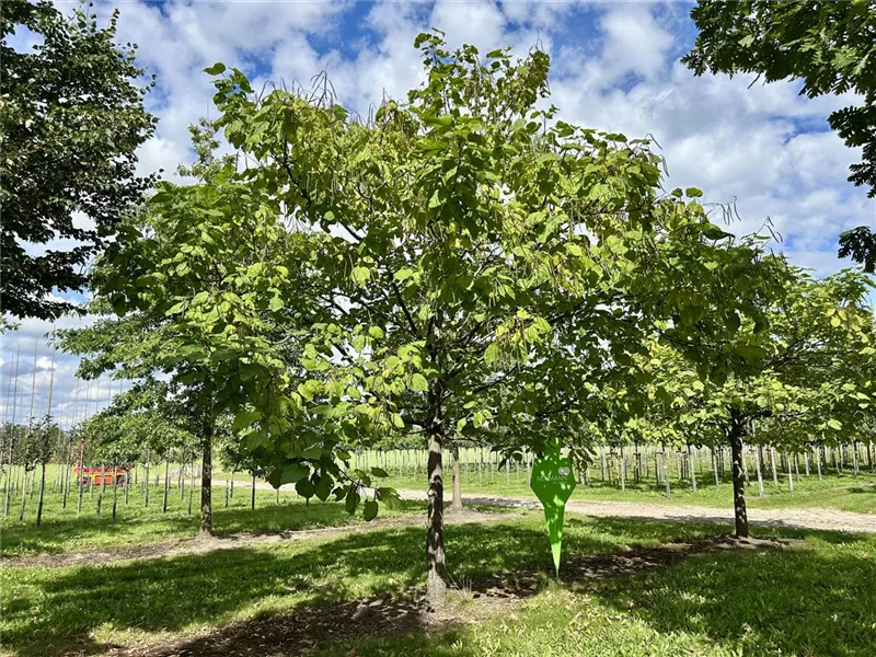 Catalpa bignonioides
