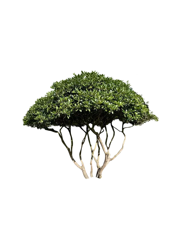 Rhododendron Hybr.'Catawb. Grandiflorum'