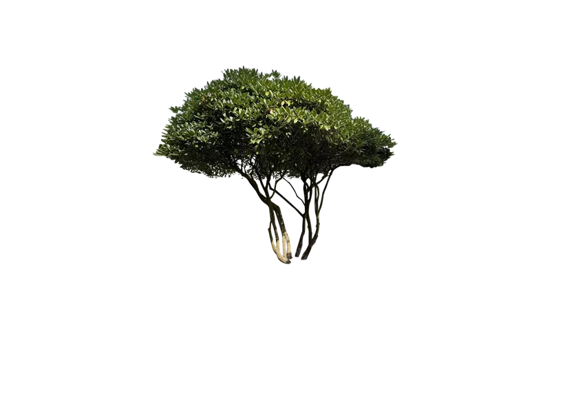 thuja klein Thuja occidentalis Full Speed A Hedge 'Thin Man' (Arborvitae) Unity Grown