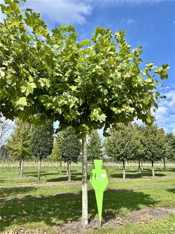 Platanus hispanica