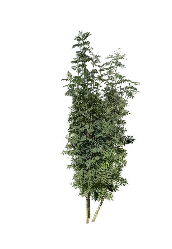 Sorbus aucuparia Sorbus aucuparia