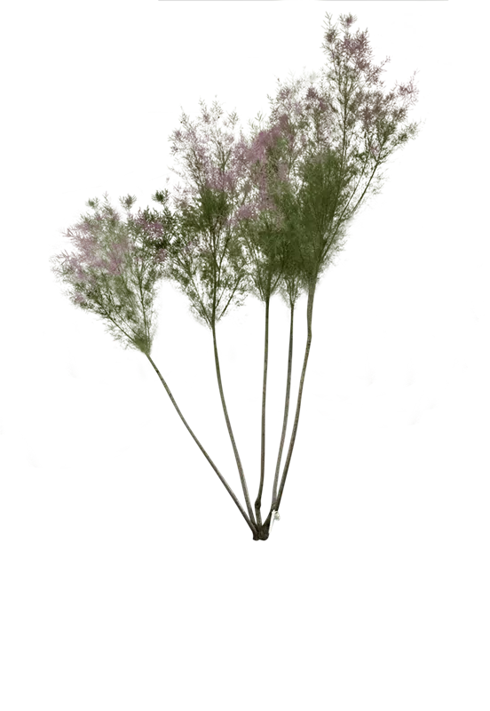 Tamarix africana