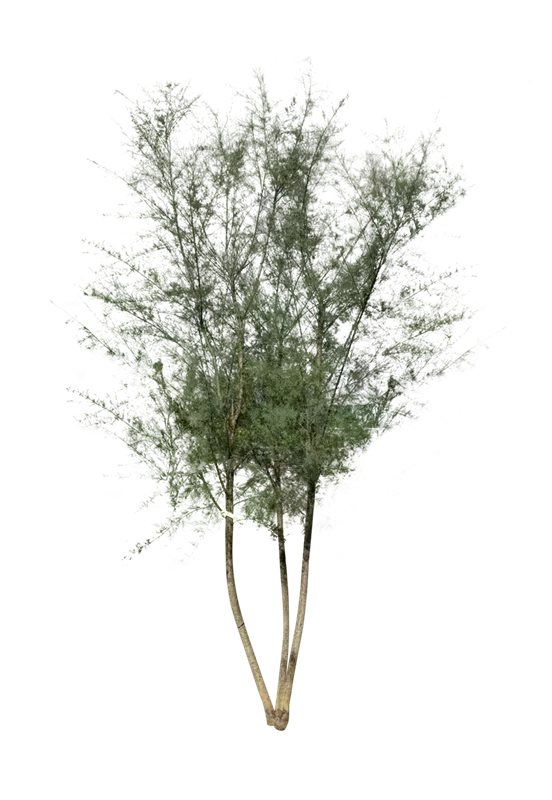 Tamarix africana