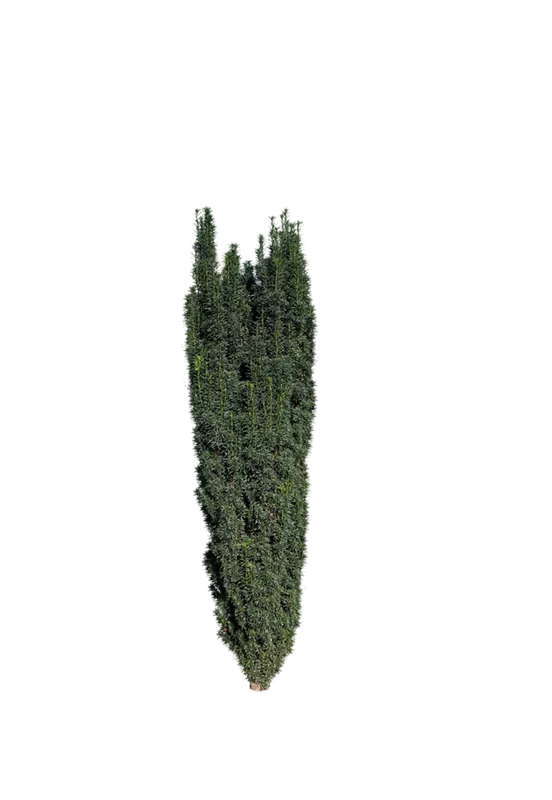Taxus baccata 'Fastigiata Robusta'
