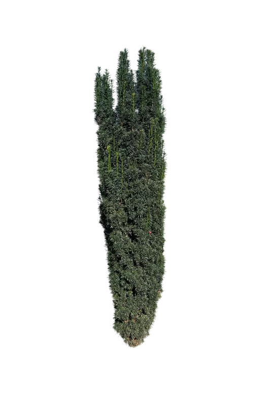 Taxus baccata 'Fastigiata Robusta'