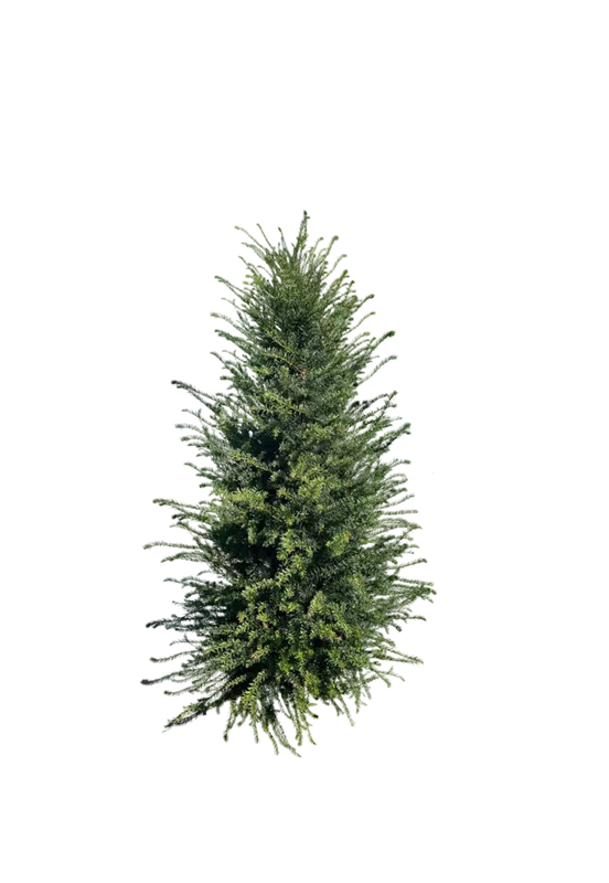 Taxus baccata