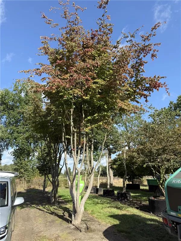 Parrotia persica