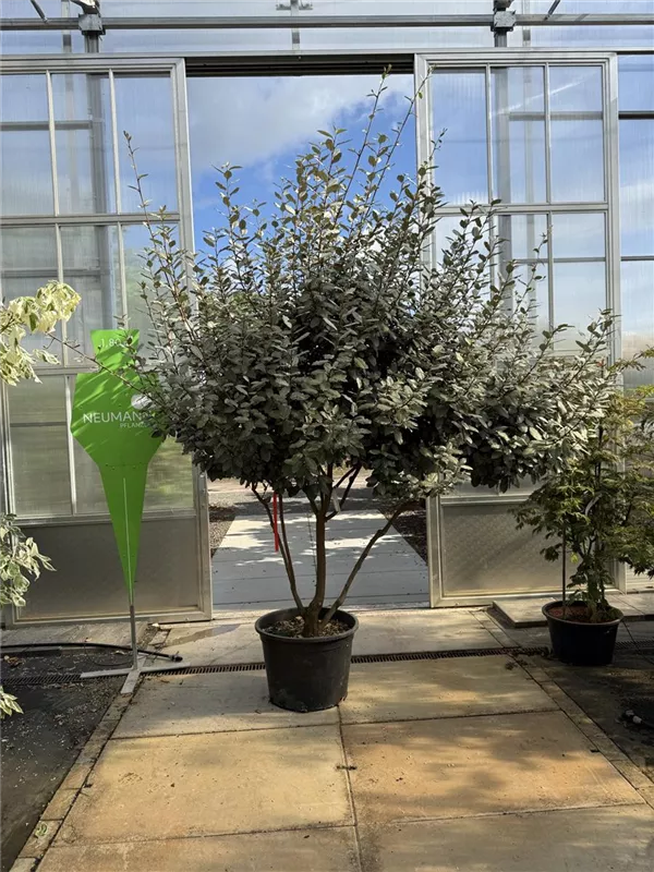 Elaeagnus ebbingei
