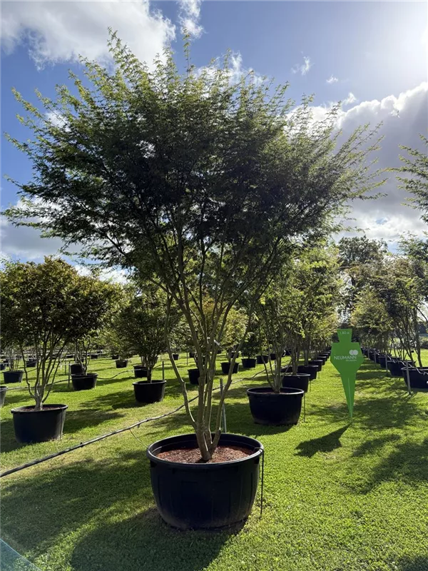 Acer palmatum 'Seiryu'