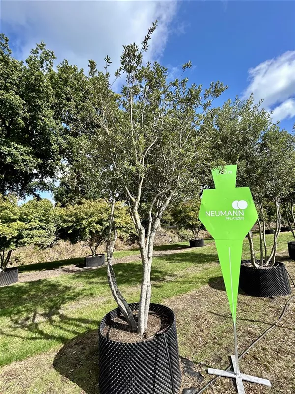 Quercus ilex