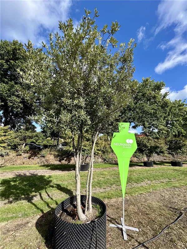 Quercus ilex
