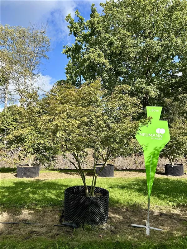 Acer palmatum