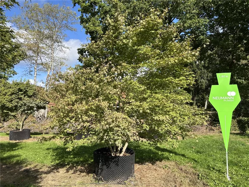 Acer palmatum