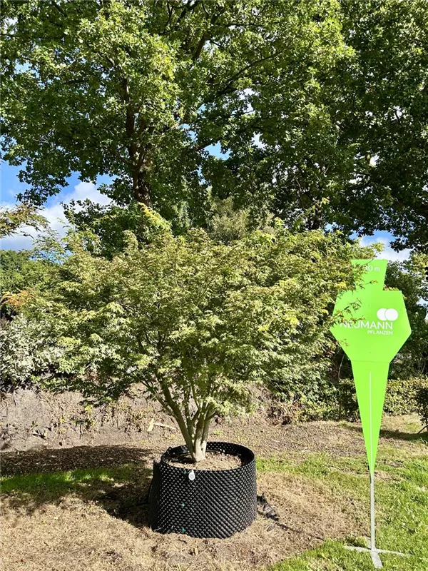 Acer palmatum