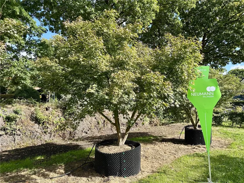 Acer palmatum