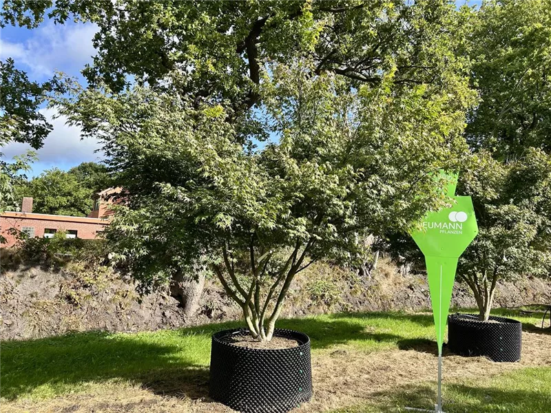 Acer palmatum