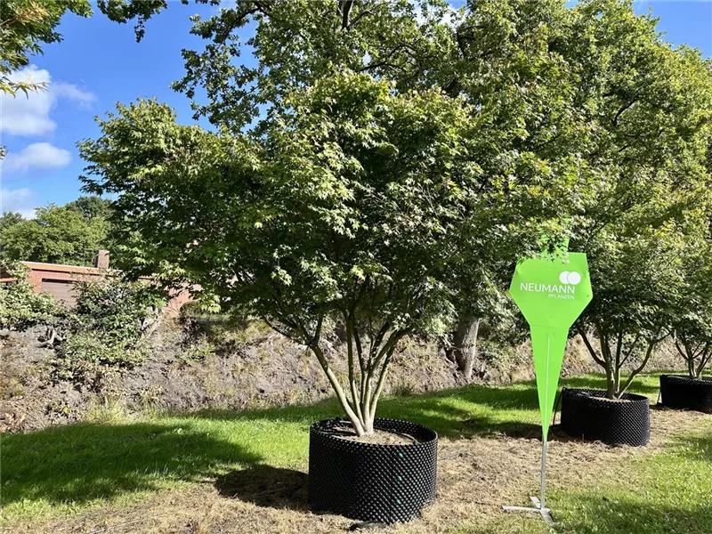 Acer palmatum