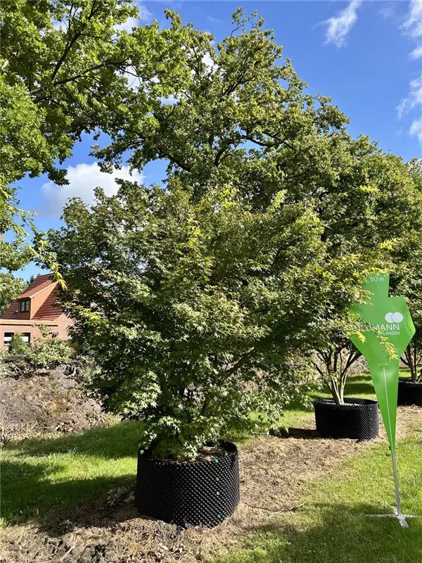 Acer palmatum