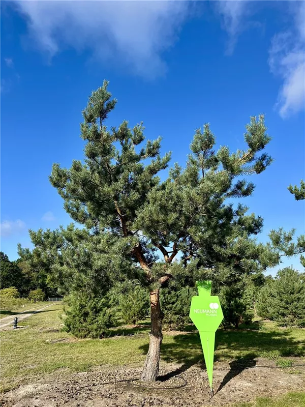Pinus sylvestris
